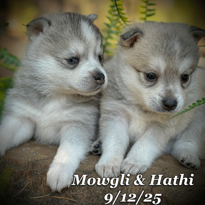 09-11 mowgli hathi e3953f4a-cde6-44e6-8bf2-2f5573cf4c91.gif