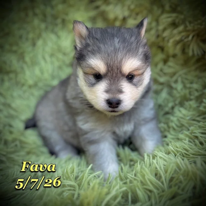 05-07 j fava 52fb9988-83f0-44d0-8f18-b02e2370ec8e.jfif