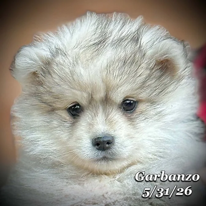 05-31 j garbanzo 03fd2c32-d34d-46d2-bc45-8e3110ce2f1a.jpg