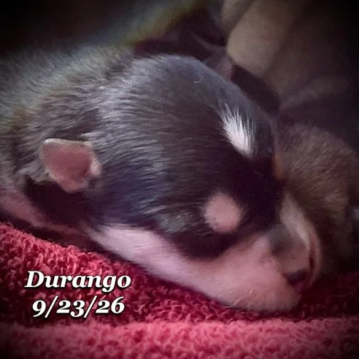 09-23 jd DURANGO 03.jpg