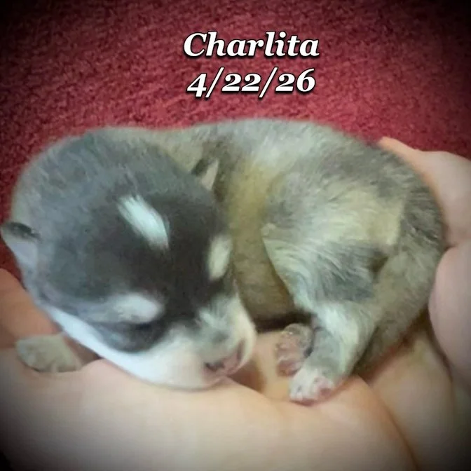 04-22 z charlita 24b628c2-2ccc-4f2b-99ff-08aba275377e.jfif