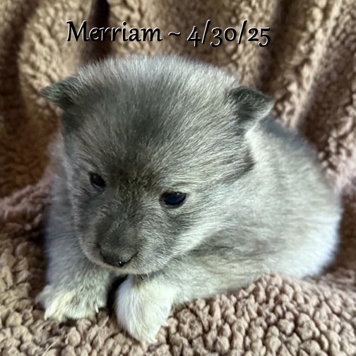 04-30 merriam 7a839961-f667-4ac4-bbba-3bb1a756b02f.jpg