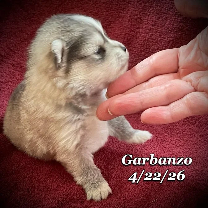 04-22 j garbanzo 796135b1-253f-4b51-848b-0986e8bdf869.jfif