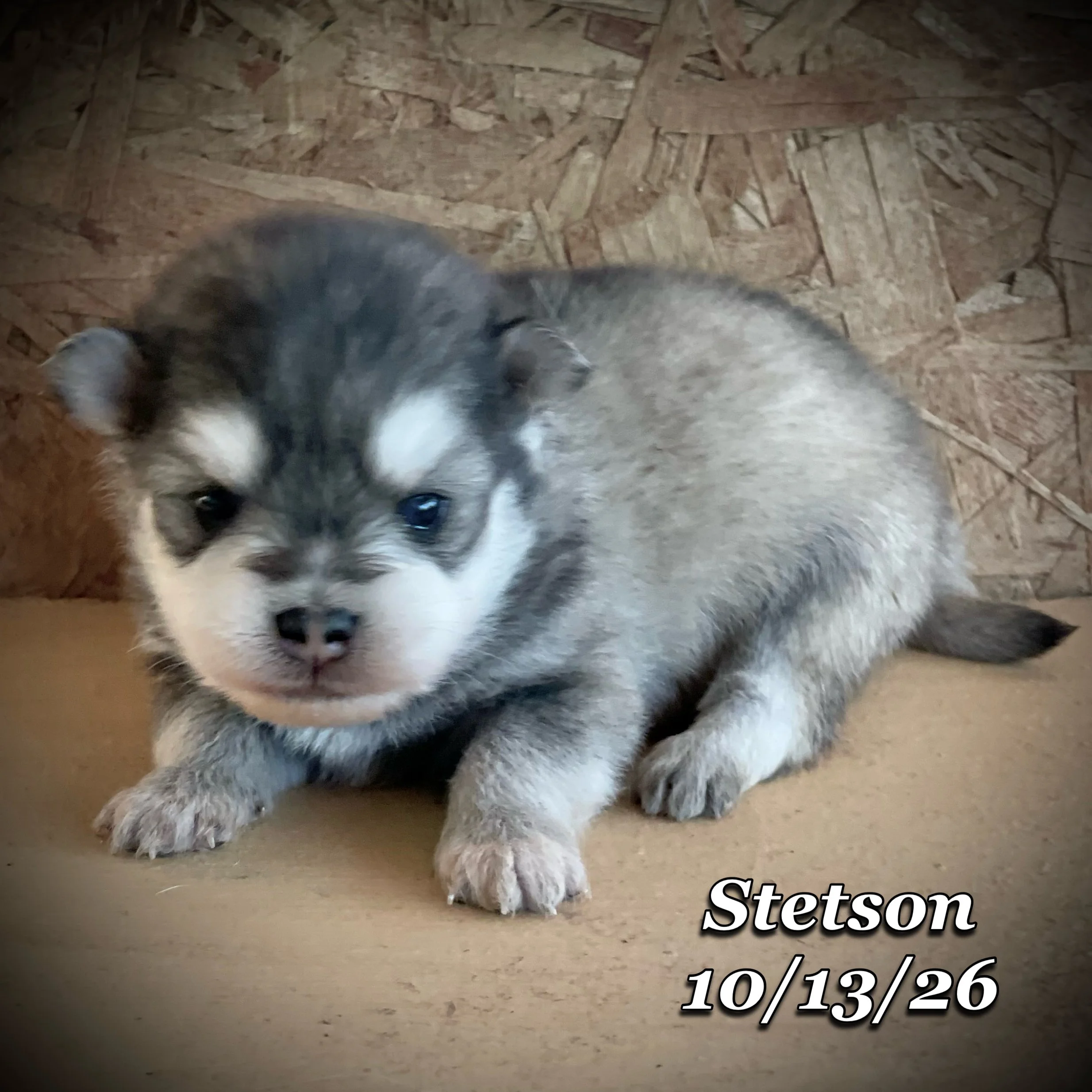 10-13 jd stetson phonto 6.JPG