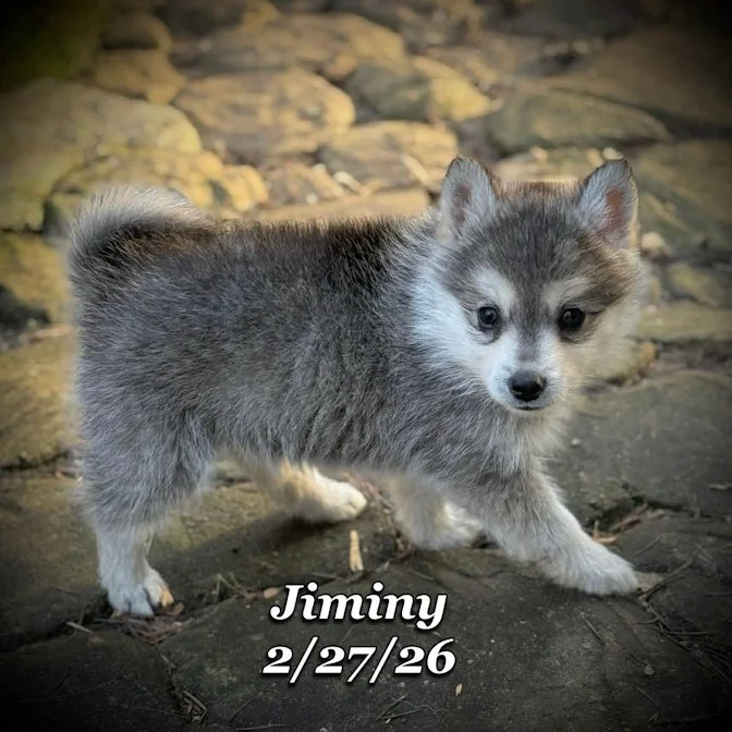 02-27 j jiminy 4aaadf2f-1e3b-4657-a7cc-f6ea103a558a.jfif