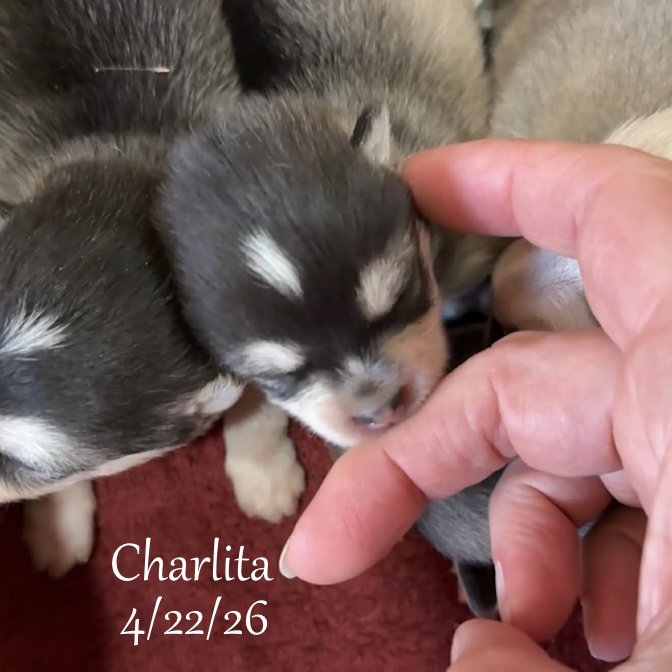 04-22 z charlita 4b7862ca-365d-480b-823a-5242f9c518b0.jfif