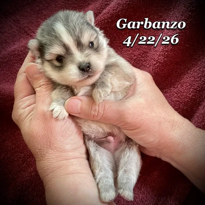 04-22 j garbanzo 9ea711d3-8afb-45f0-9ea3-262e157a0b6c.jfif