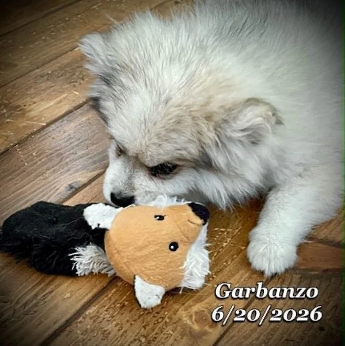 06-20 j garbanzo a22e418a-2570-4abf-b351-751eb33c5ed3.jpg