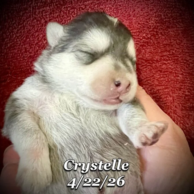04-22 z crystelle f9be2d3e-bbba-488f-8329-09e540bdf269.jfif