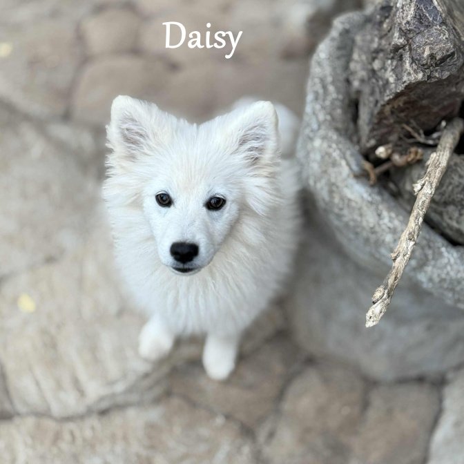 000 - daisy f383ed7d-6287-4c0d-8c0b-d8e9d7b69c86.jpg