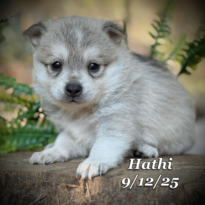 09-11 hathi c8bc68d7-7022-4450-91f8-3f477e46e0bc.gif