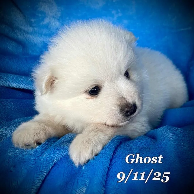 09-11 ghost 17d22564-6fb4-4e98-a2bc-26e0333bf6cf.jpg