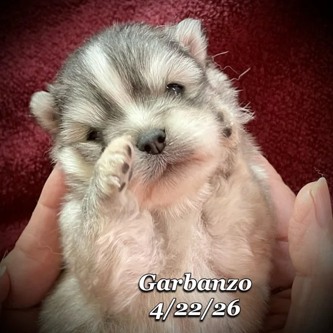04-22 j garbanzo 24b4ccbf-5a75-4bf4-a9a2-432789b18691.jfif