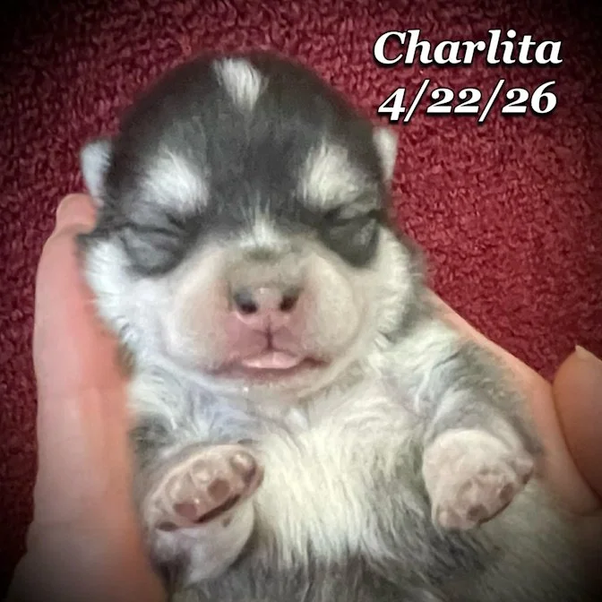 04-22 z charlita 97e2ae5c-925d-4de7-98fb-515efd295382.jfif