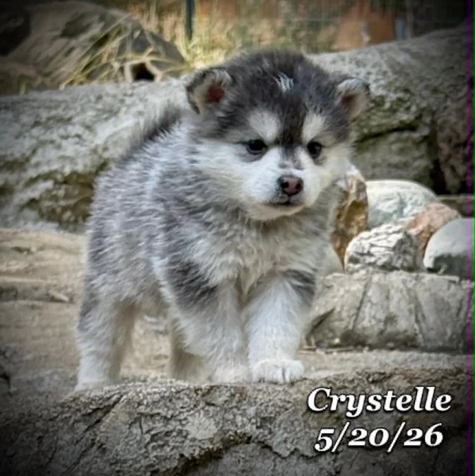 05-20 z crystelle e59b74fc-c206-4133-b2f8-0b4743e09de2.jfif