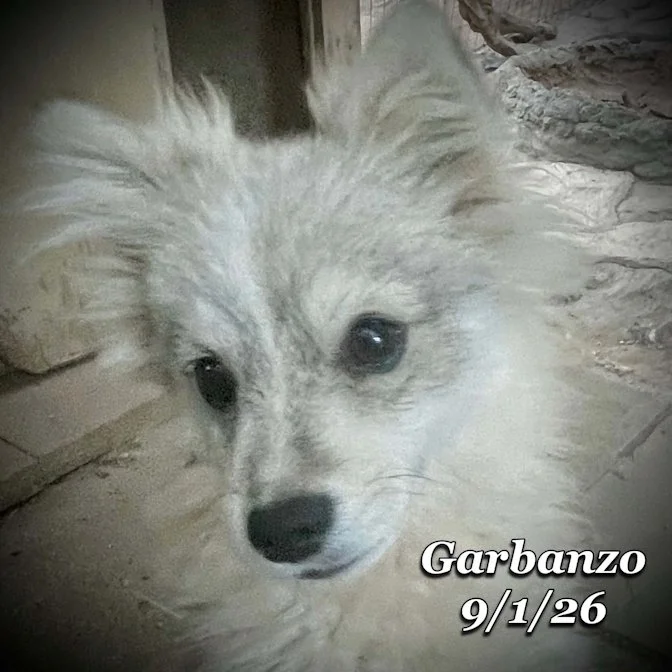 09-01 garbanzo 6935afb6-4fa9-423e-ad71-a4946b29c6d4.jpg
