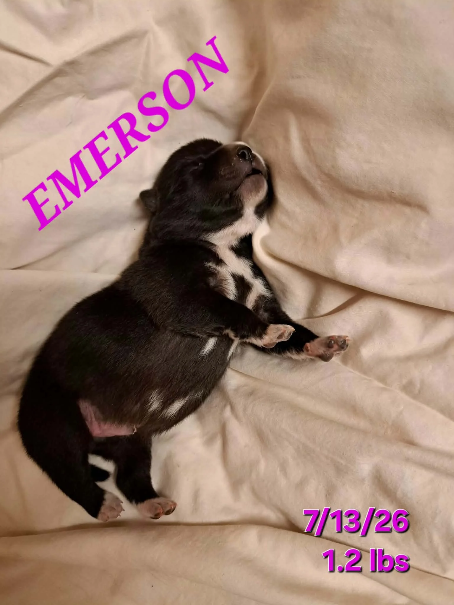 07-13 i emerson d5fb2bc5-f0d8-46d3-b69e-989515796a11.jfif