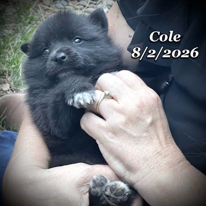 08-02 cole 48ec2d2c-51f3-4803-9f8b-4fef495f5ec6.jfif