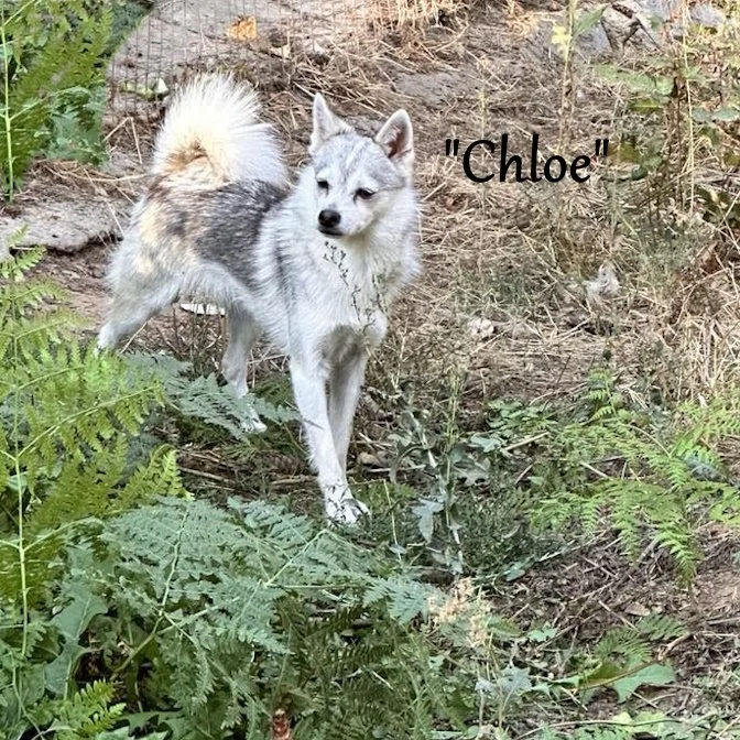 00-chloe 457396711_860863889338466_7260258226526799847_n.jpg