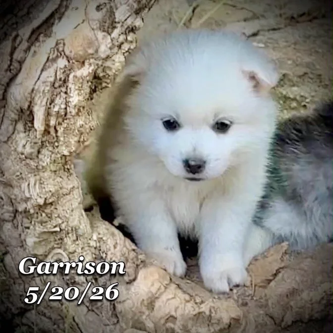 05-20 z garrison 4c8928e7-818f-4ded-82e0-7f9807d60050.jfif