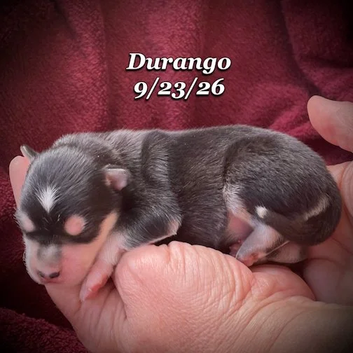 09-23 jd DURANGO 01.jpg