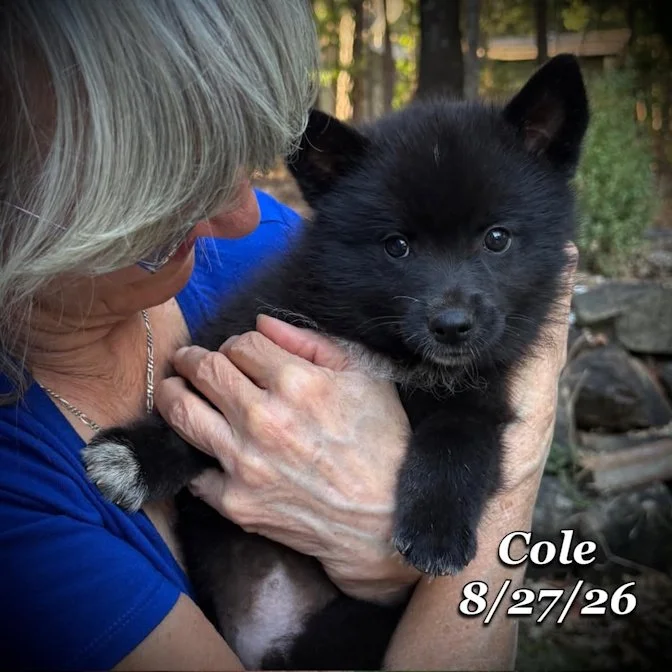 08-27 cole 5cb470fc-19d1-4b34-90c6-5ae4a1faa5bb.jpg