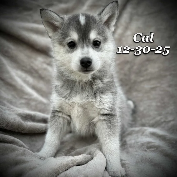 12-30 cal 61150470-6e48-4ea4-88a4-7c1b072d4685.jfif