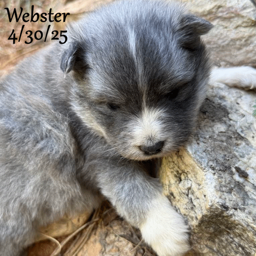 04-30 webster 4758b64b-726e-44f6-bdff-31b49854cae3.gif