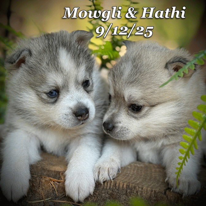 09-11 mowgli hathi 7cc385be-fba1-47b0-a51f-4a9fadedc941.gif