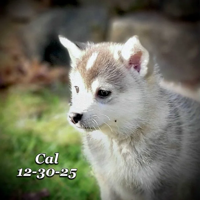 12-30 cal 27a41130-d263-4820-8bba-f1e2eb467c1a.jfif