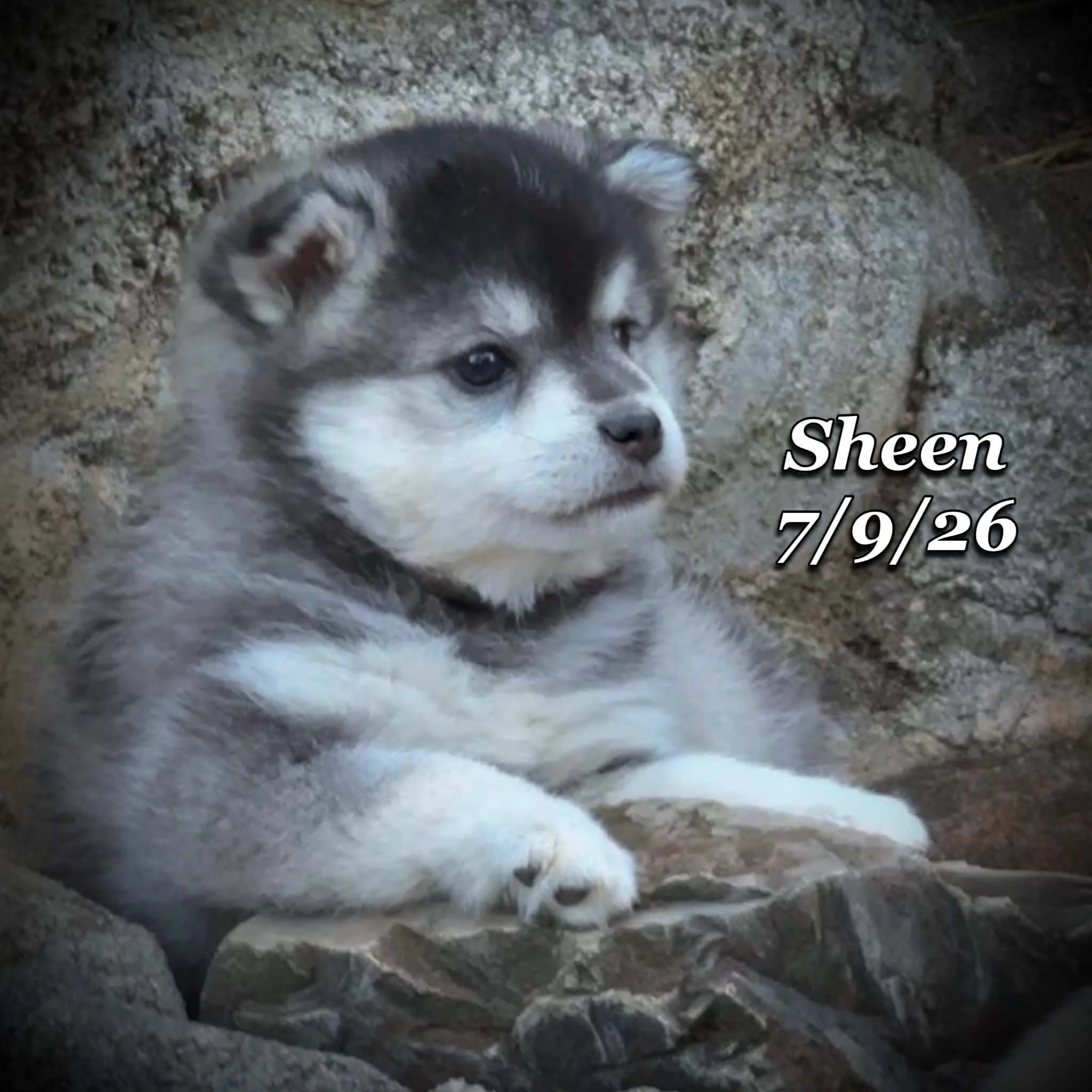 07-09 sheen 4b1e49ef-da7b-43ce-82ef-47e82a899b49.jfif