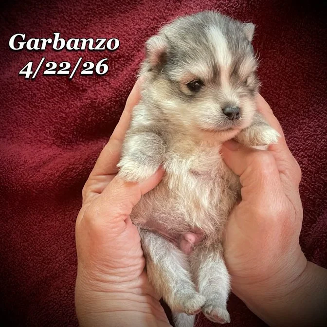04-22 j garbanzo 880c1535-8628-4ce7-8b97-3677502f17b0.jfif