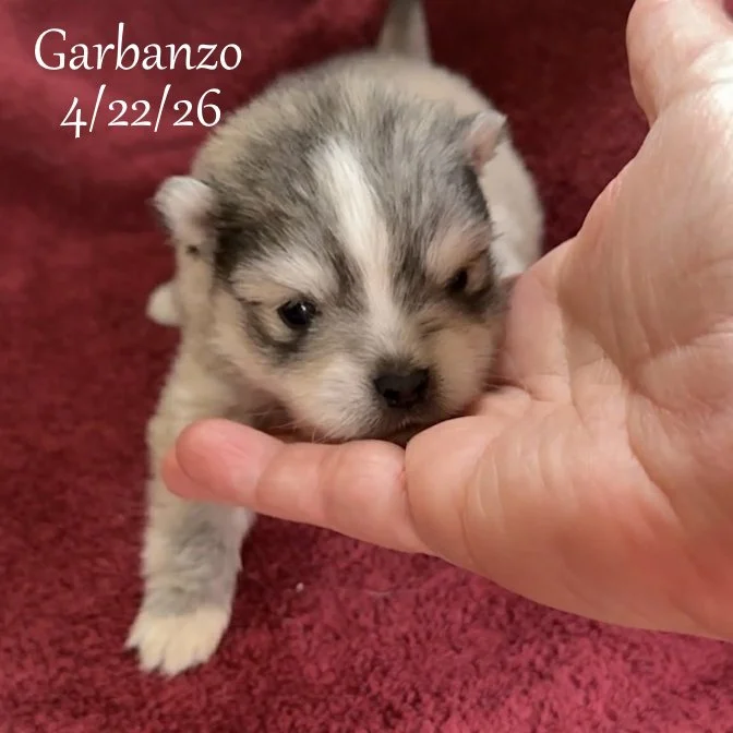 04-22 j garbanzo ad32f1bc-3930-40b6-bd0d-66a99d21bcb4.jfif