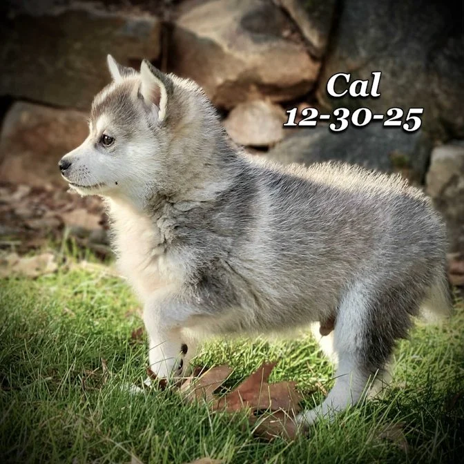 12-30 cal 957da14f-e46f-4c51-8d80-2ae7aa762ad0.jfif