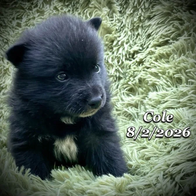 08-02 cole 1179da97-09f6-4e94-b8ee-ebf743322245.jfif