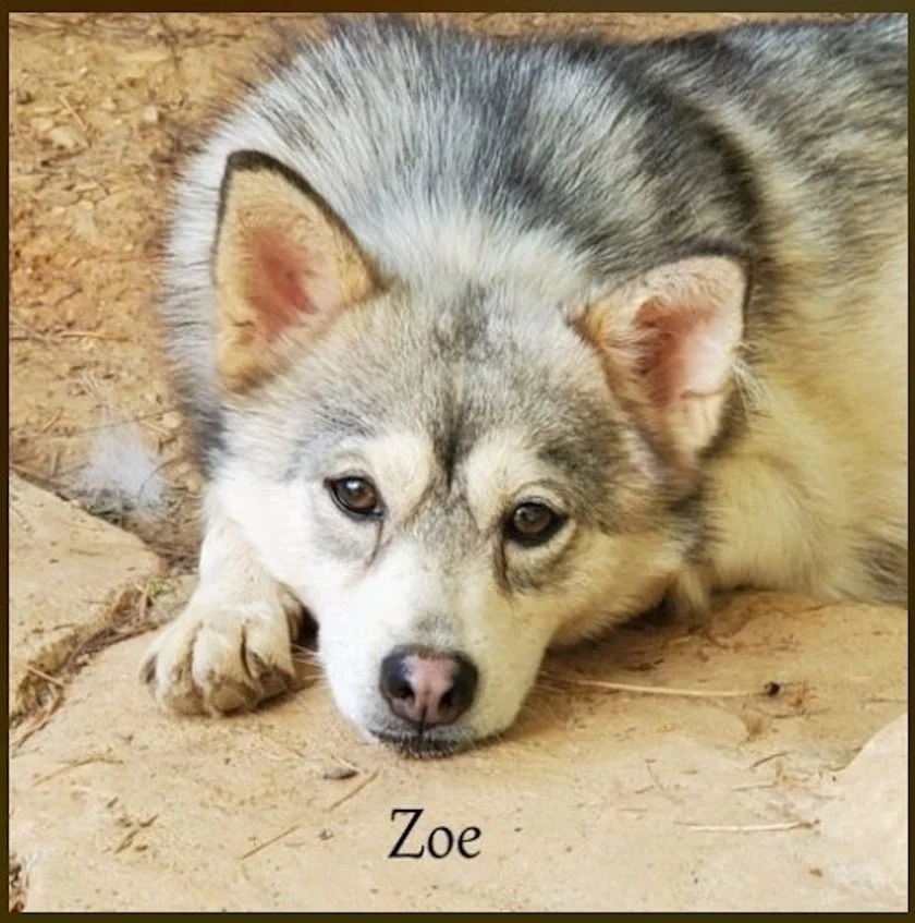 0- zoe Screenshot 2024-08-24 095005.jpg