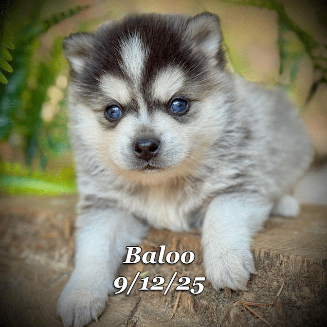 09-11 baloo 1cc19eaf-c19b-4d61-b496-d747d8a08efc.gif