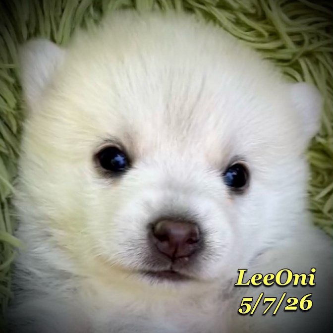 05-07 z leeoni 942345ea-fc87-4612-9ba0-b75e17bbe951.jfif