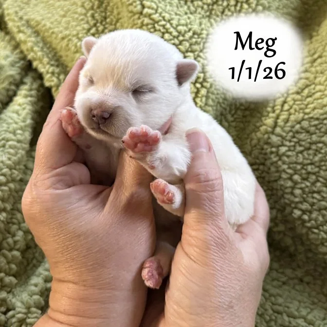 01-01 s meg 0d8ed279-142f-41a8-abe9-09f7ea825688.jfif