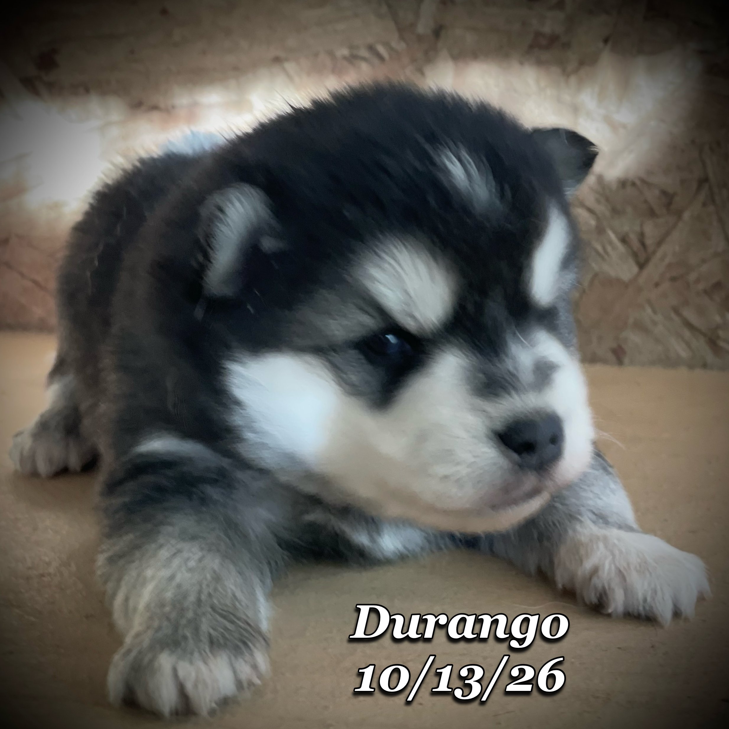 10-13 jd durango phonto 31.JPG