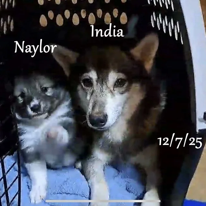 12-07 naylor 9ff049b1-dca9-463e-85ff-0115ff885a4c.jfif