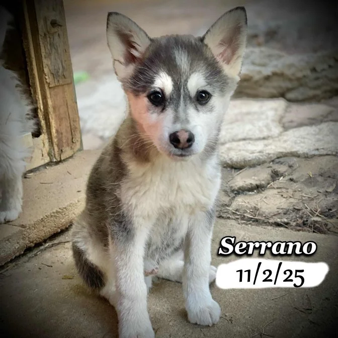 11-02 serrano 9ac9a2a7-f030-4117-a818-eb9a96c47867.jfif