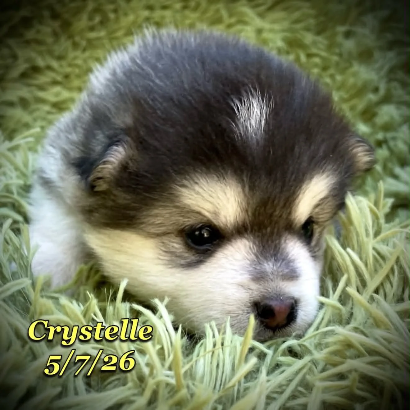 05-07 z crystelle 0d1f6c3d-e08a-4e64-bdb9-95e951c2a49e.jfif