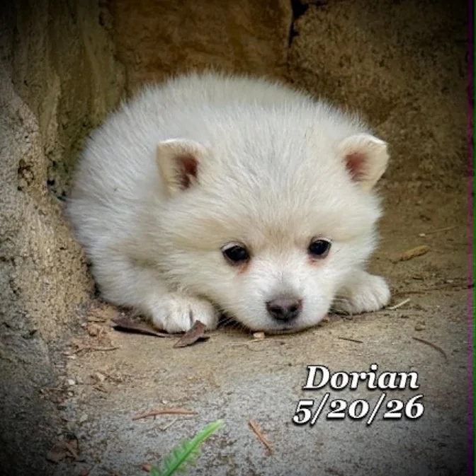 05-20 z dorian be981a98-7719-4609-9724-a1d038fb7a57.jfif
