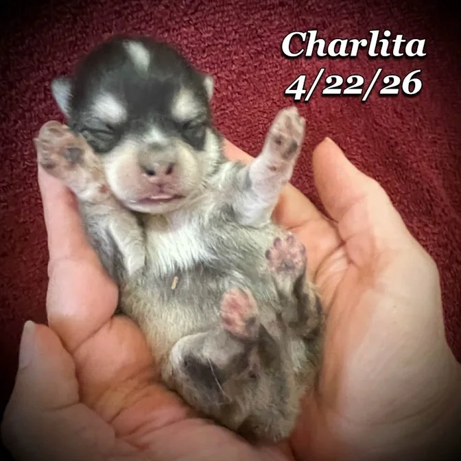 04-22 z charlita 0b84589f-018c-41b7-99e2-514460a49070.jfif