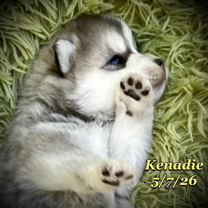 05-07 z kenadie 7f2afa5f-b7d4-476f-9b70-3dbbbc43fdcd.jfif