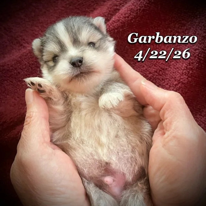 04-22 j garbanzo c24d1c97-bc14-414d-af56-78e13726a1e8.jfif