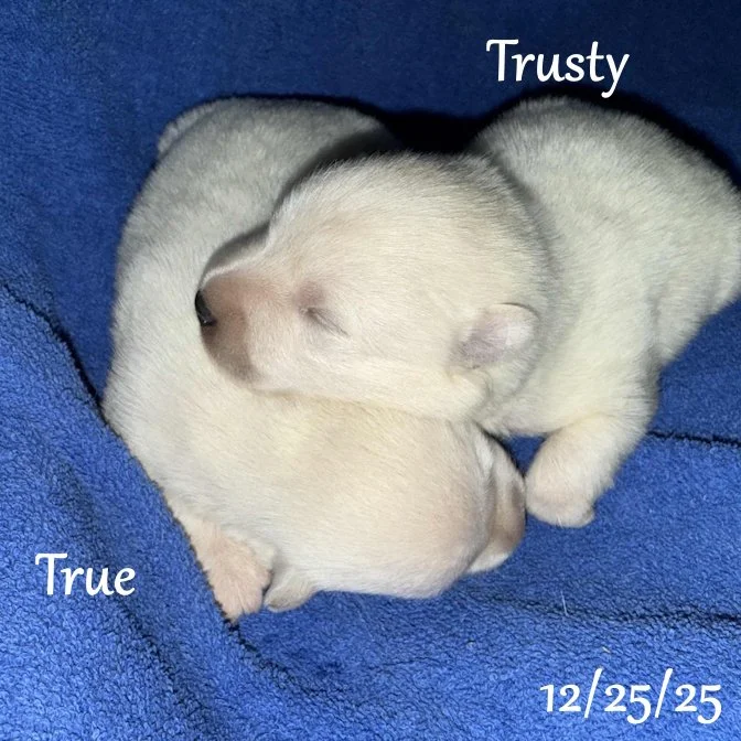 12-25 trusty 49f9d907-0597-47a4-a2d2-9edebb0f7d8a.jfif