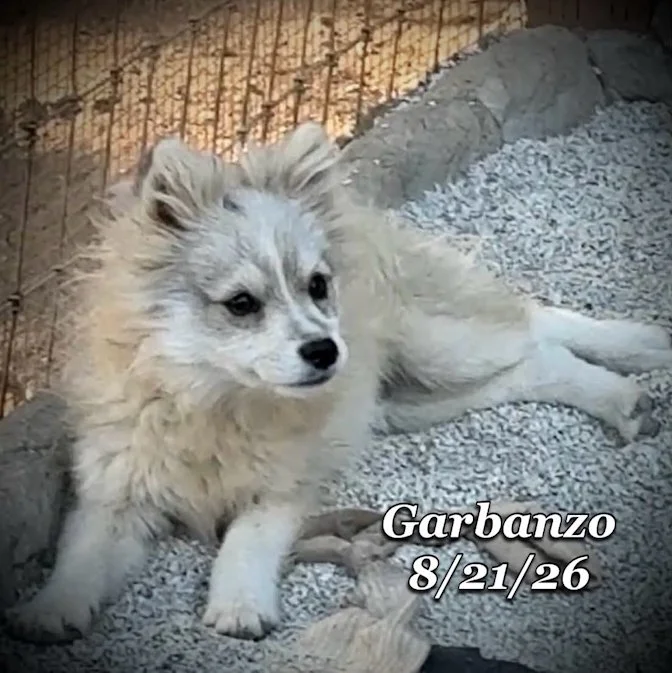 08-21 garbanzo 3bf49f30-a1c7-4144-9592-4daf5f975ba2.jpg