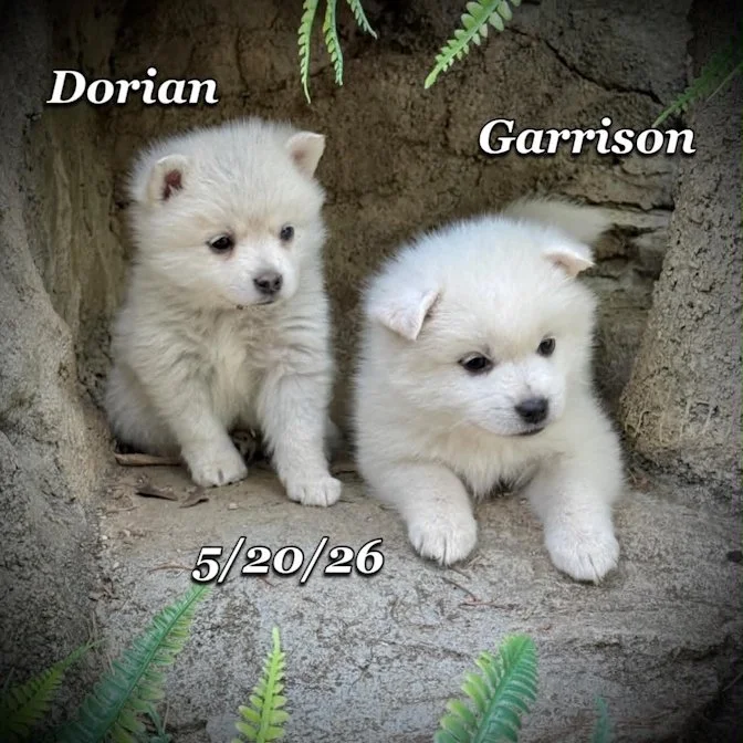 05-20 z garrison 02cadf1d-186a-4cd8-ba39-4bf169b66f26.jfif